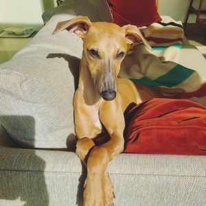 Meet your Posher, Grace